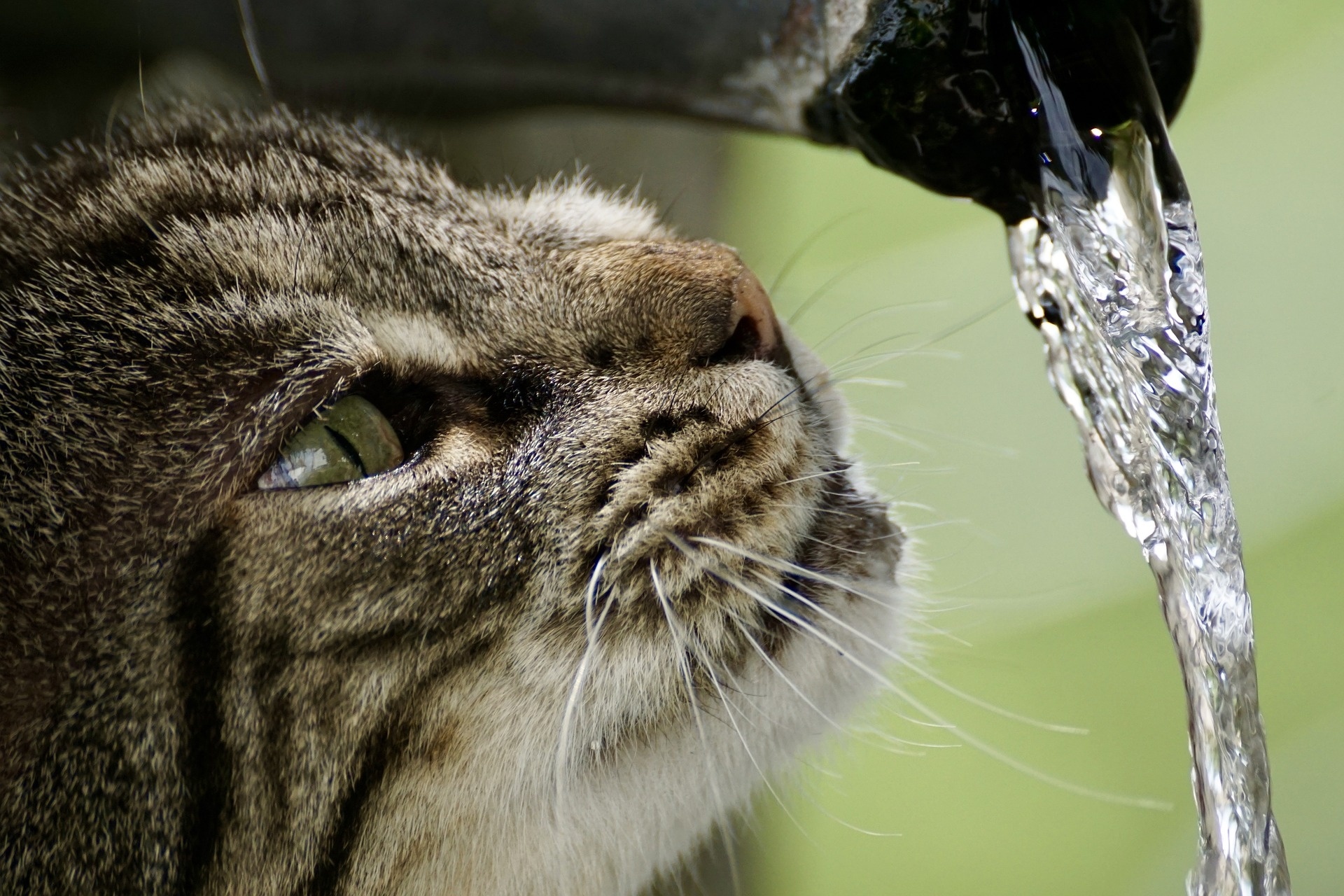 How Much Water Does A Cat Need To Survive Cat Lovster
